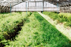 Invernaderos y almacenes agrícolas con acero prefabricado